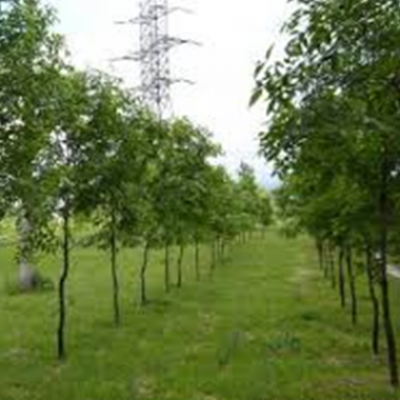 Аллея имени Петра Михайловича Дорофеева, Гражданина и Патриота