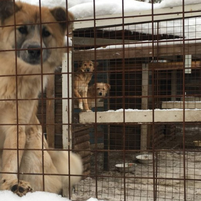 «Мы в ответе за тех, кого приручили!»