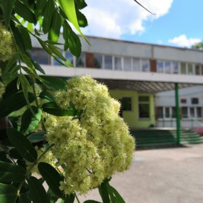 Школа начинается с уютного зеленого двора