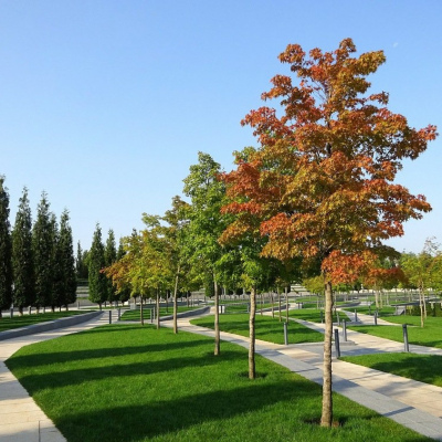 Аллея выпускников: корни в родном городе