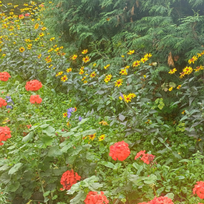 Зеленый оазис