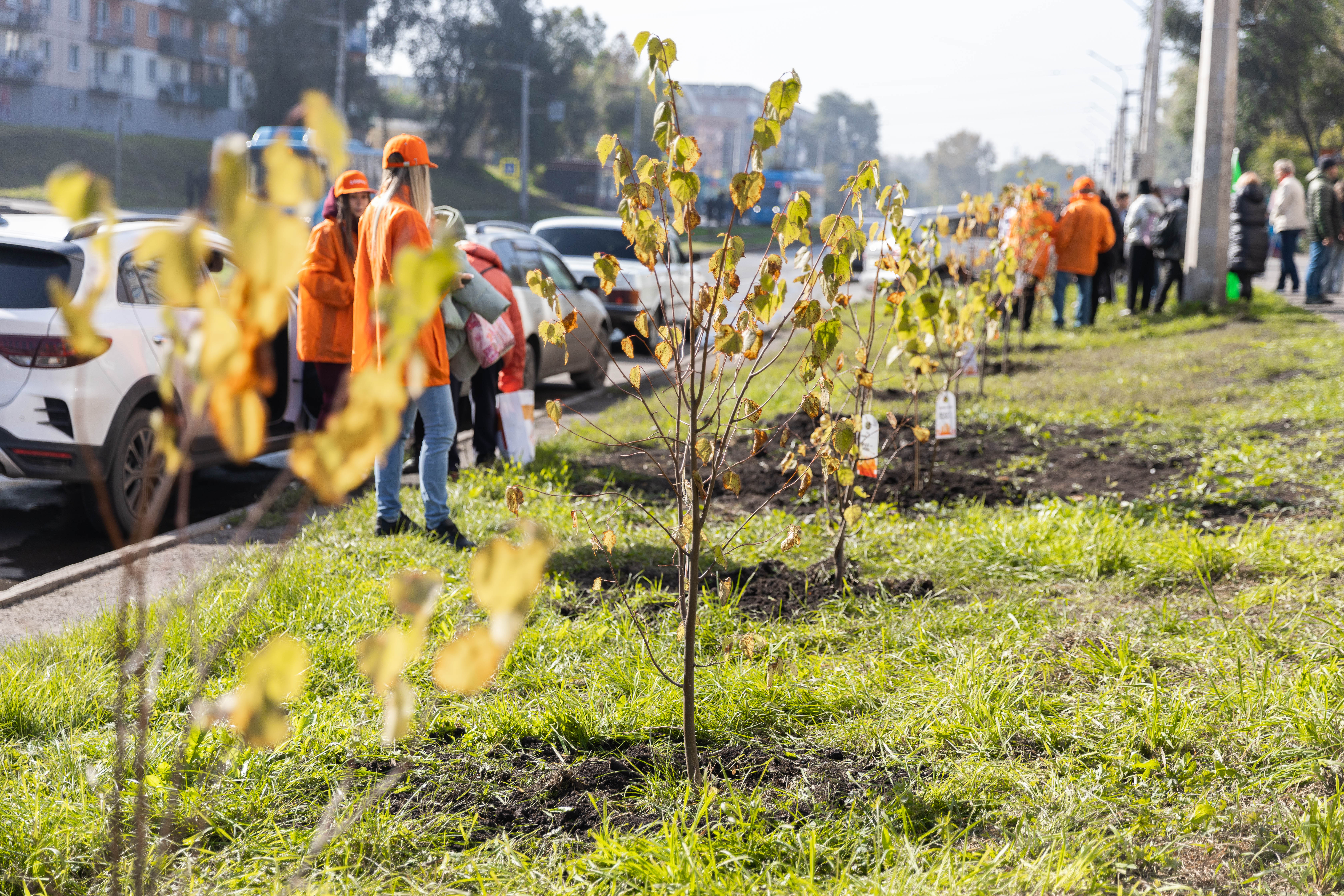 Фото - Молодые липы и сосны сибирские: металлурги ЕВРАЗ ЗСМК высадили две новые аллеи