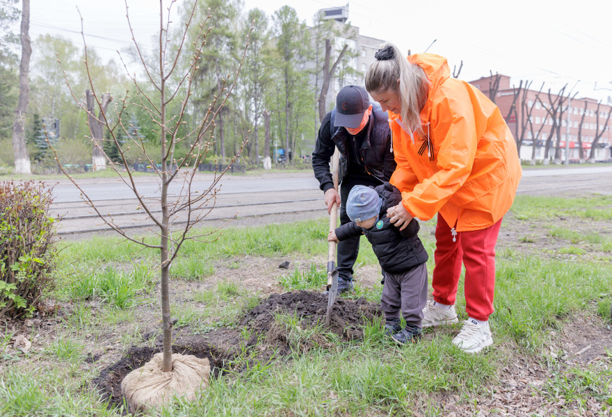 Фото - Сотрудники ЕВРАЗ ЗСМК к юбилею Великой Победы высадили липы
